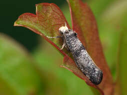 Image of Paraswammerdamia lutarea