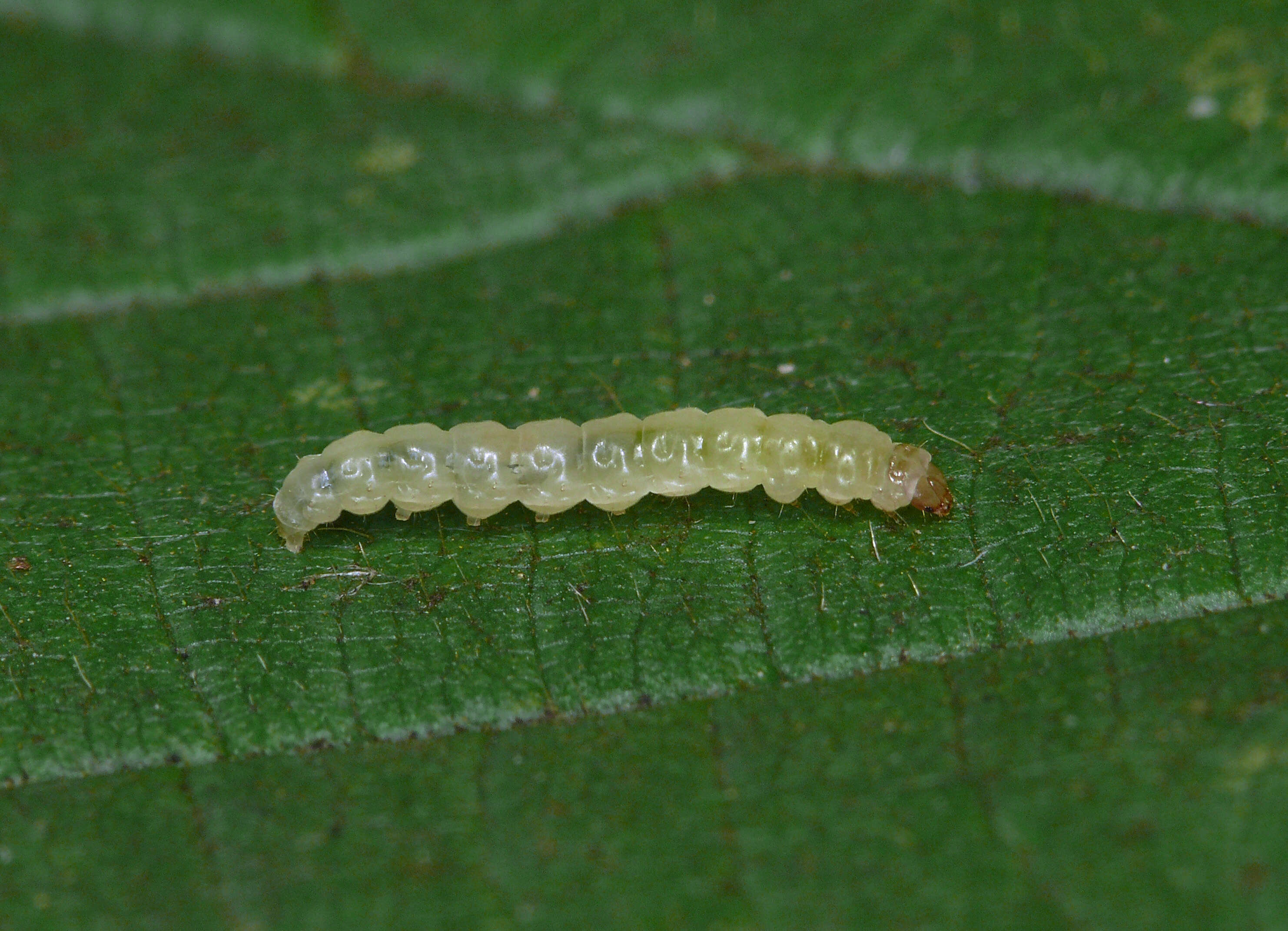 Image of Acrolepia pygmaeana Haworth 1811