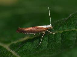 Imagem de Argyresthia albistria Haworth 1828