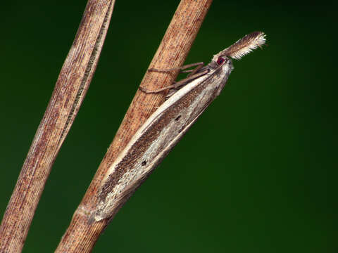 Image de Pleurota bicostella Clerck 1761