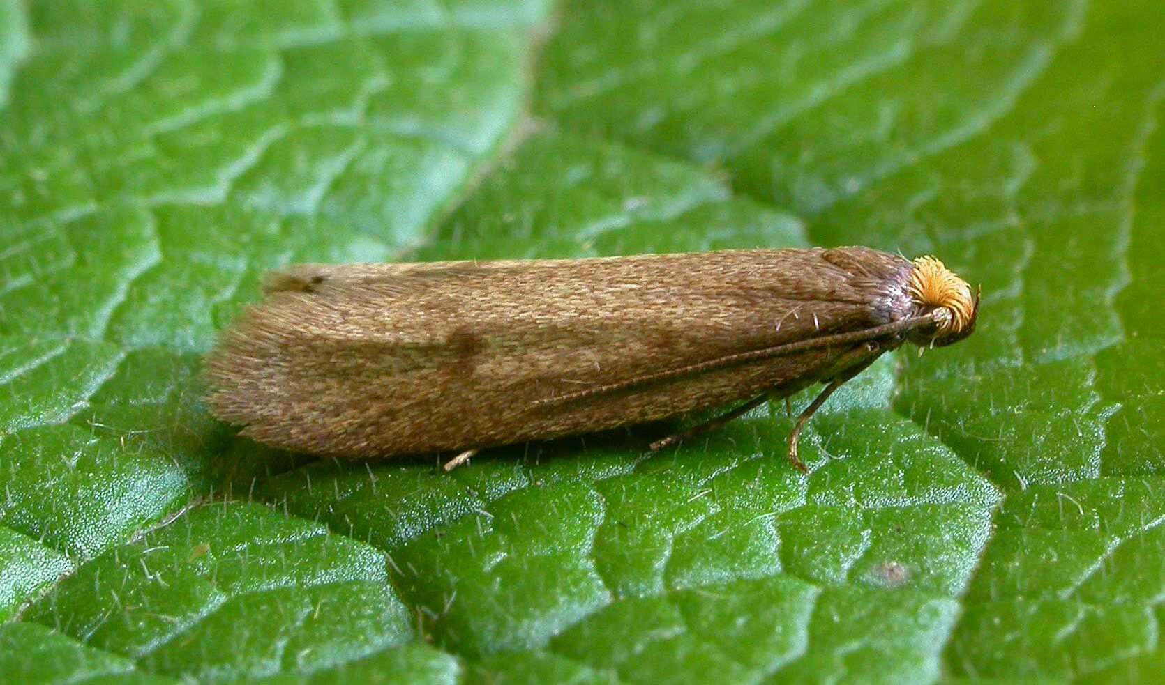 Image of Agnoea flavifrontella