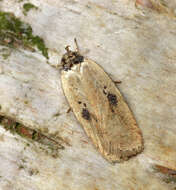 Image of Agonopterix subpropinquella Stainton 1849