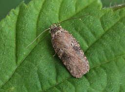 Image of Agonopterix purpurea Haworth 1812