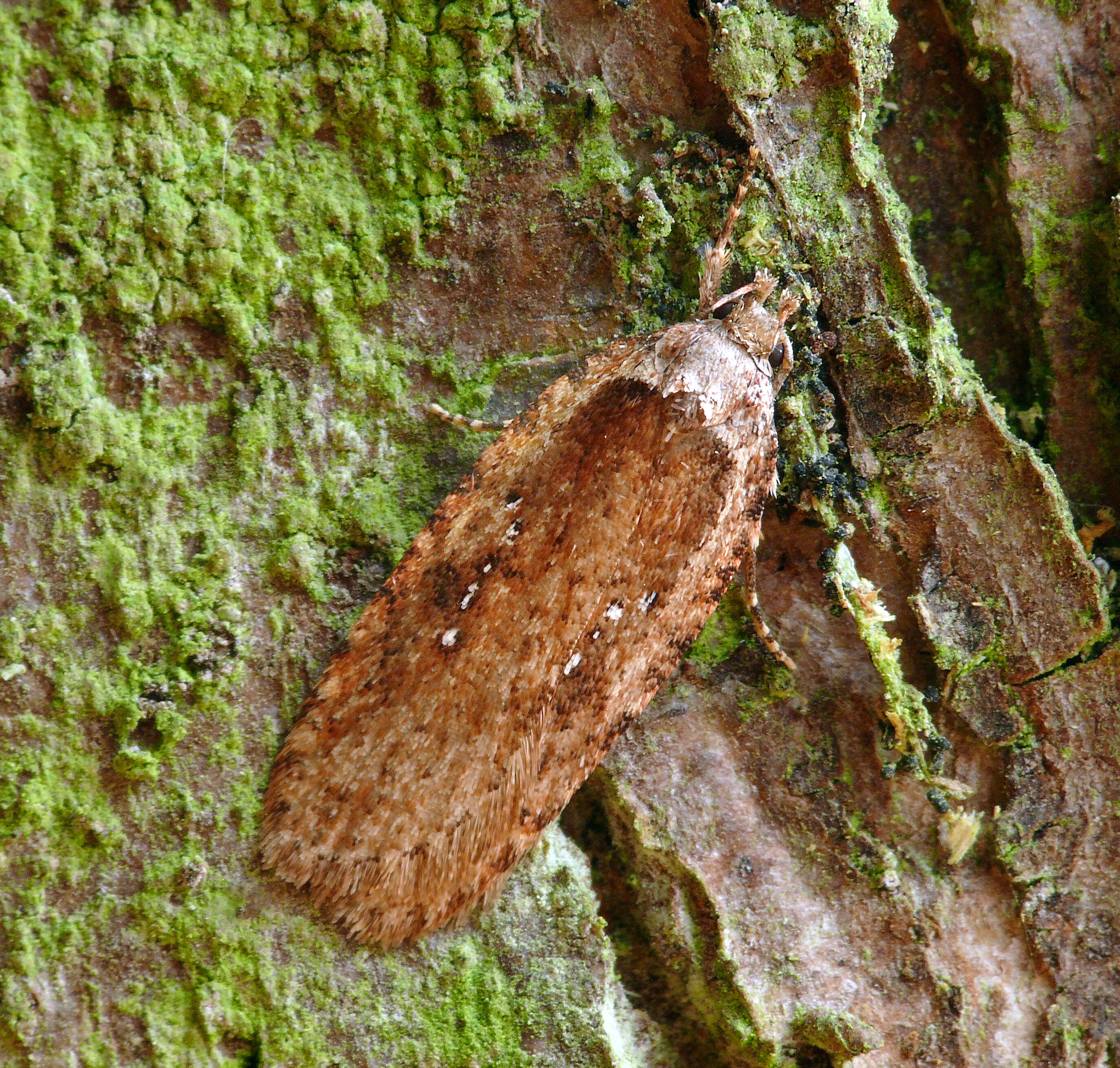 Image of Agonopterix heracliana Linnaeus 1758