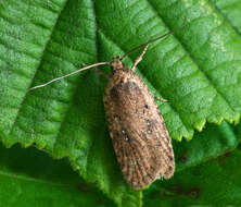 Image of Agonopterix heracliana Linnaeus 1758