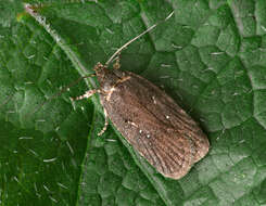 Image of Agonopterix heracliana Linnaeus 1758