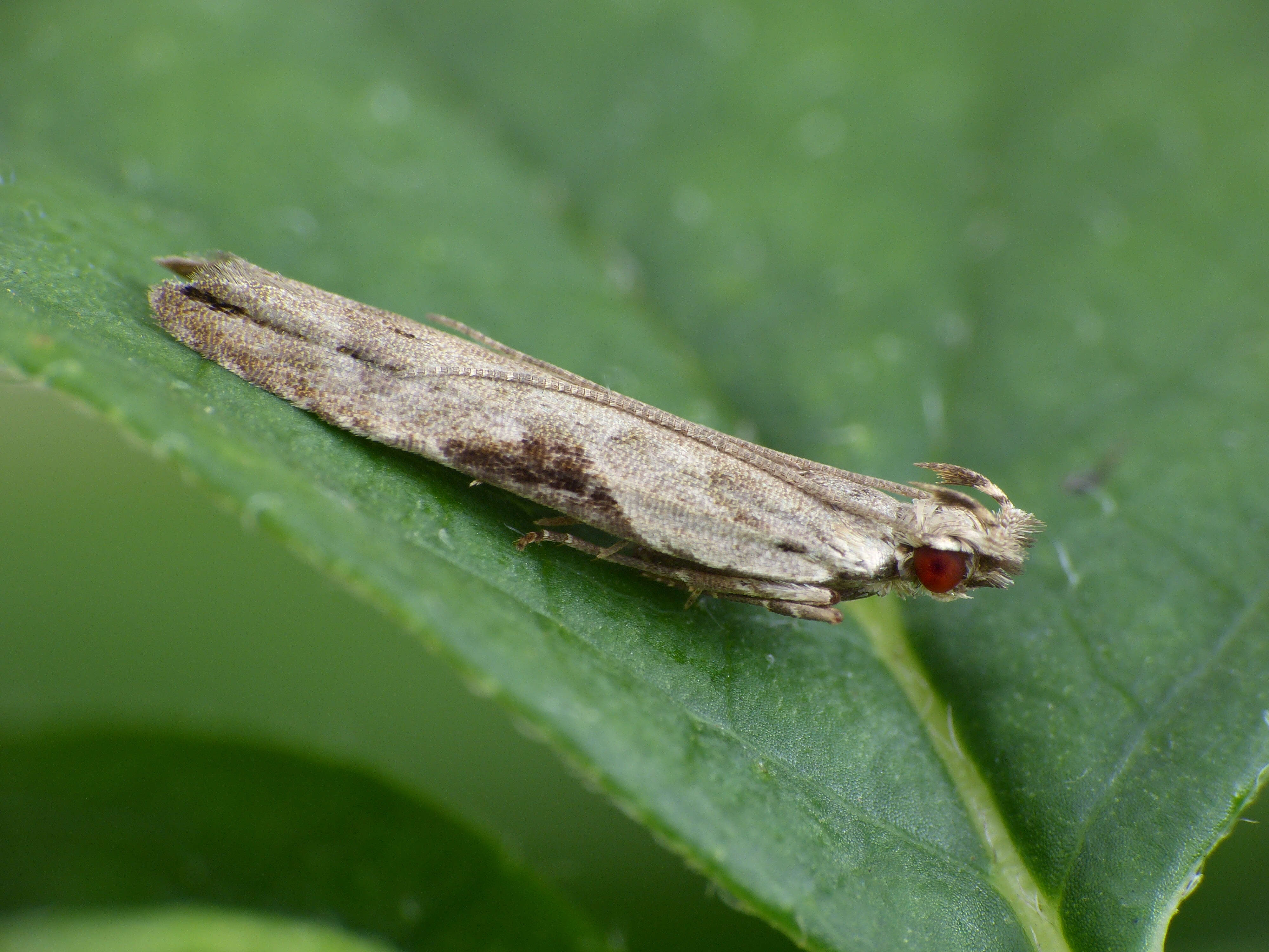 Image of Hypatima rhomboidella Linnaeus 1758