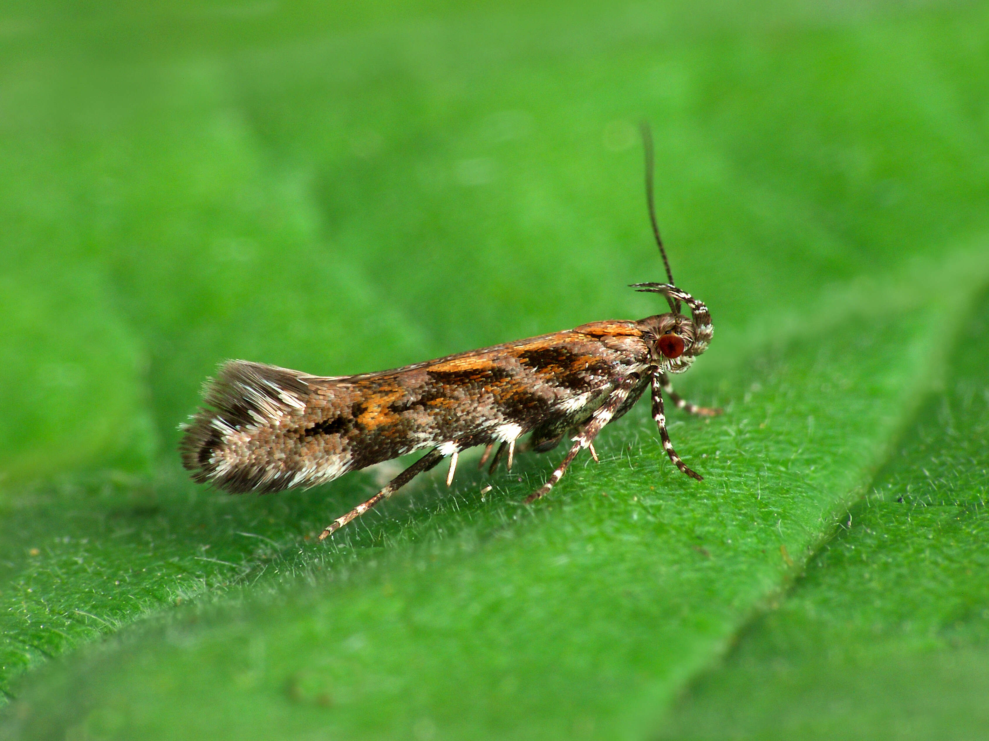 Image of Aristotelia ericinella Zeller 1839