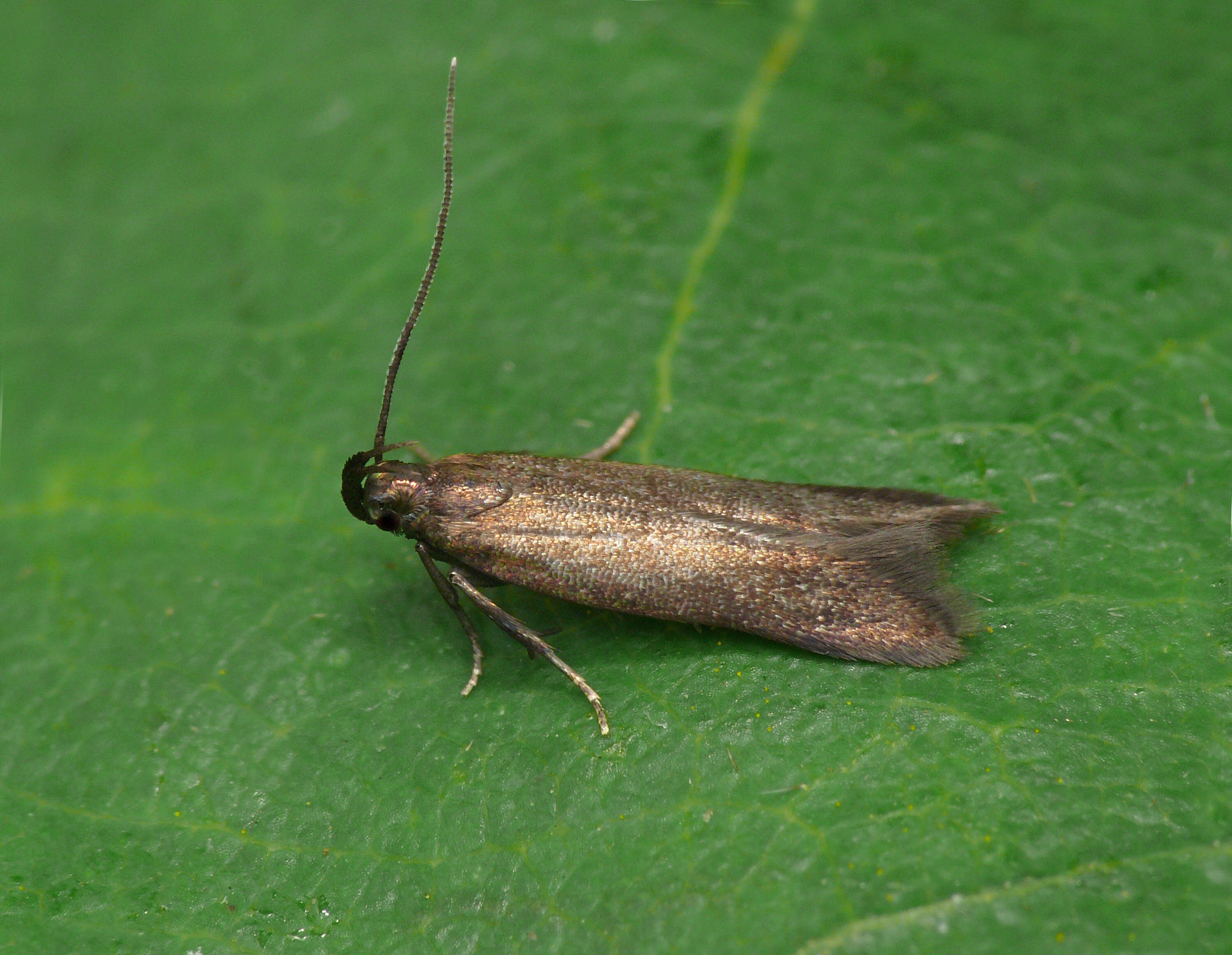 Image de Monochroa tenebrella Hübner (1817)