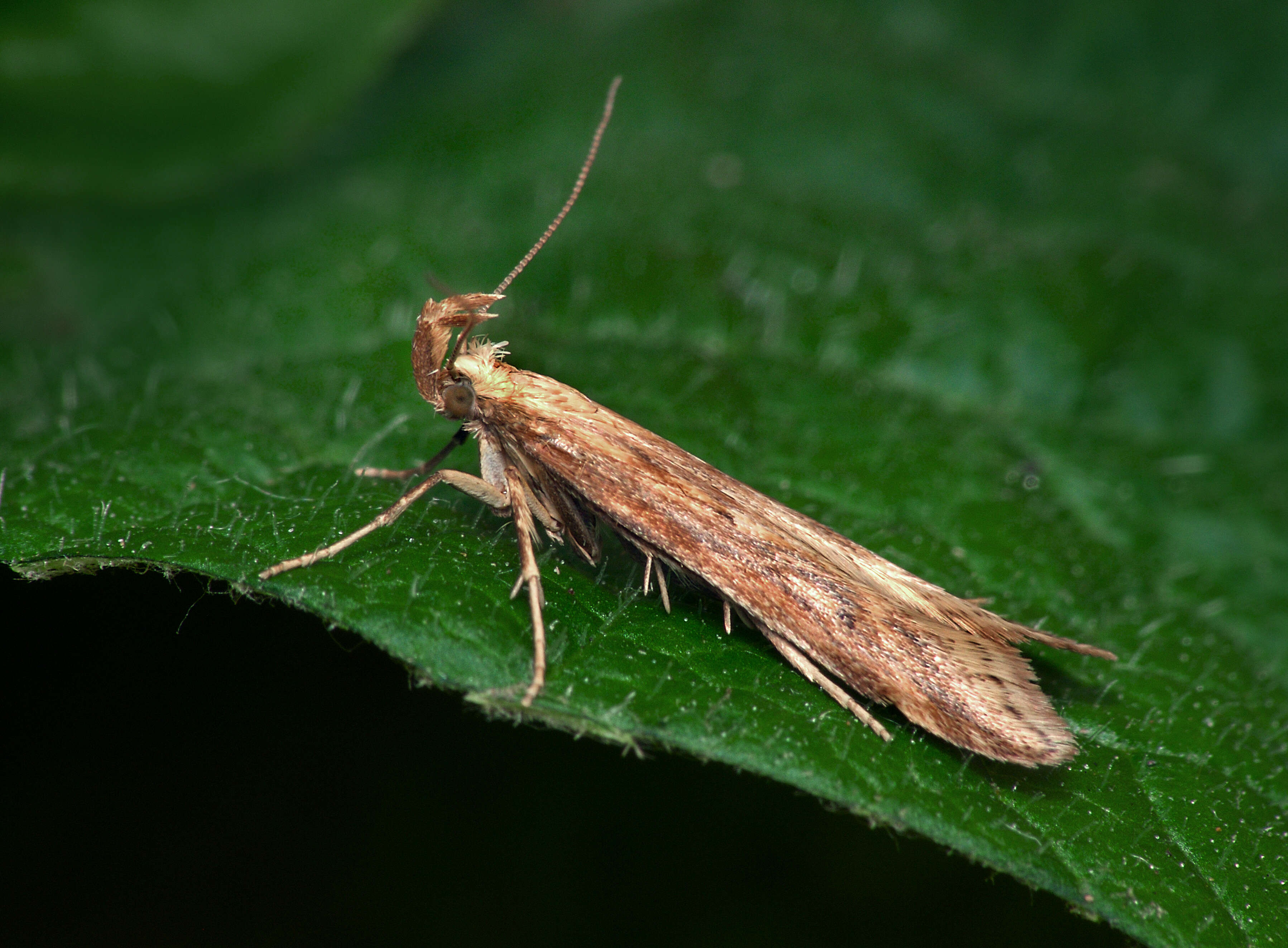 Image of Moth