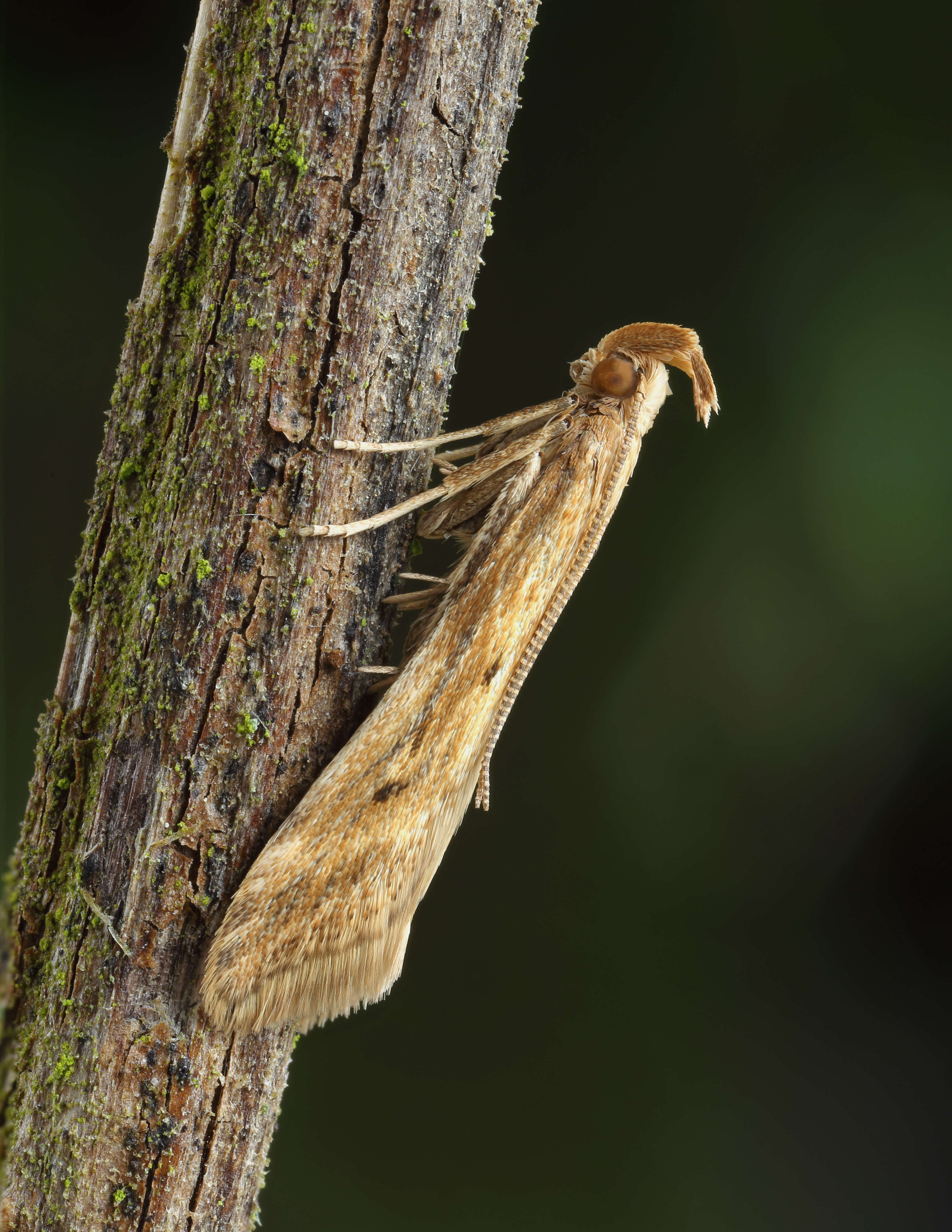 Image of Moth