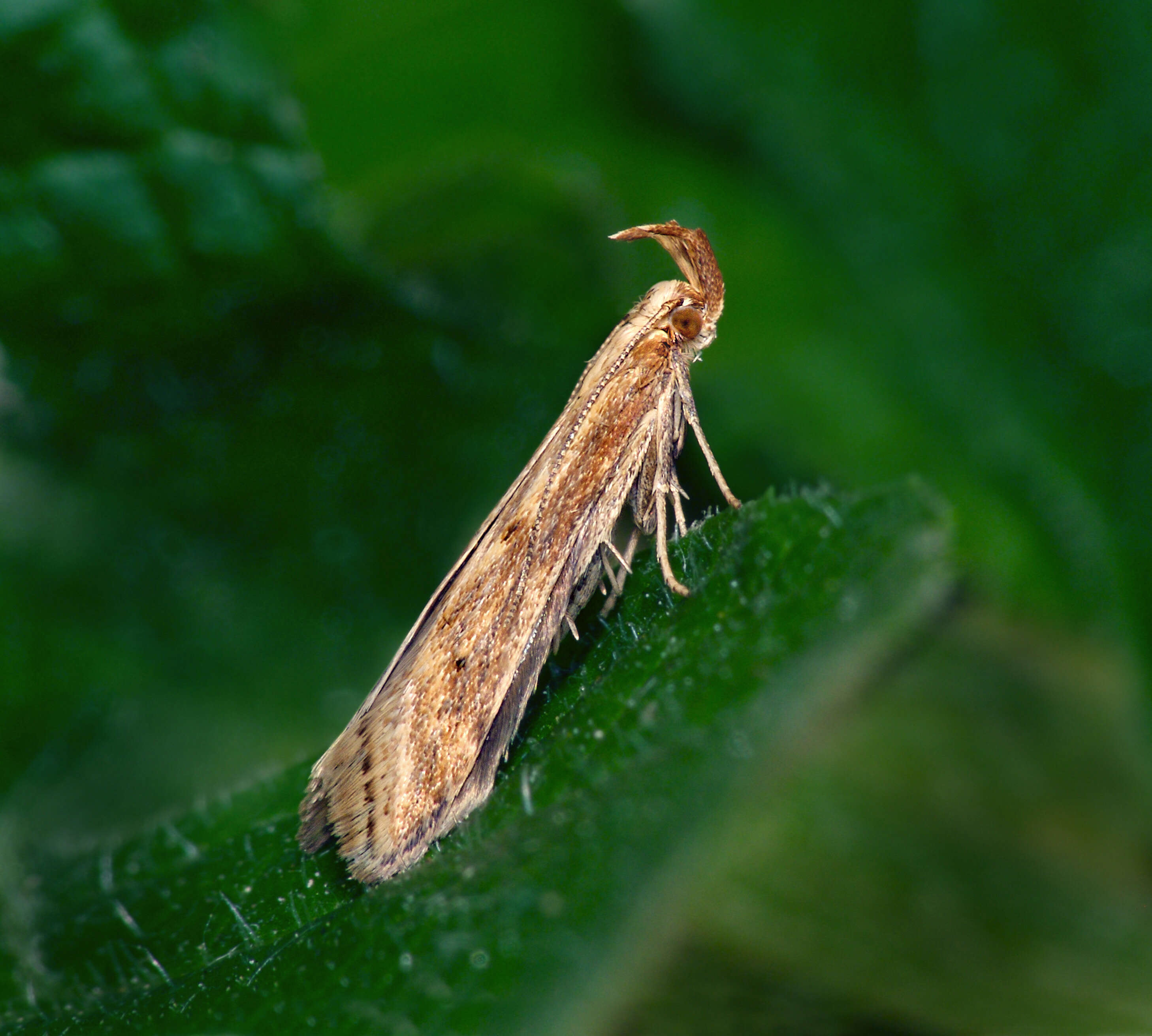 Image of Moth