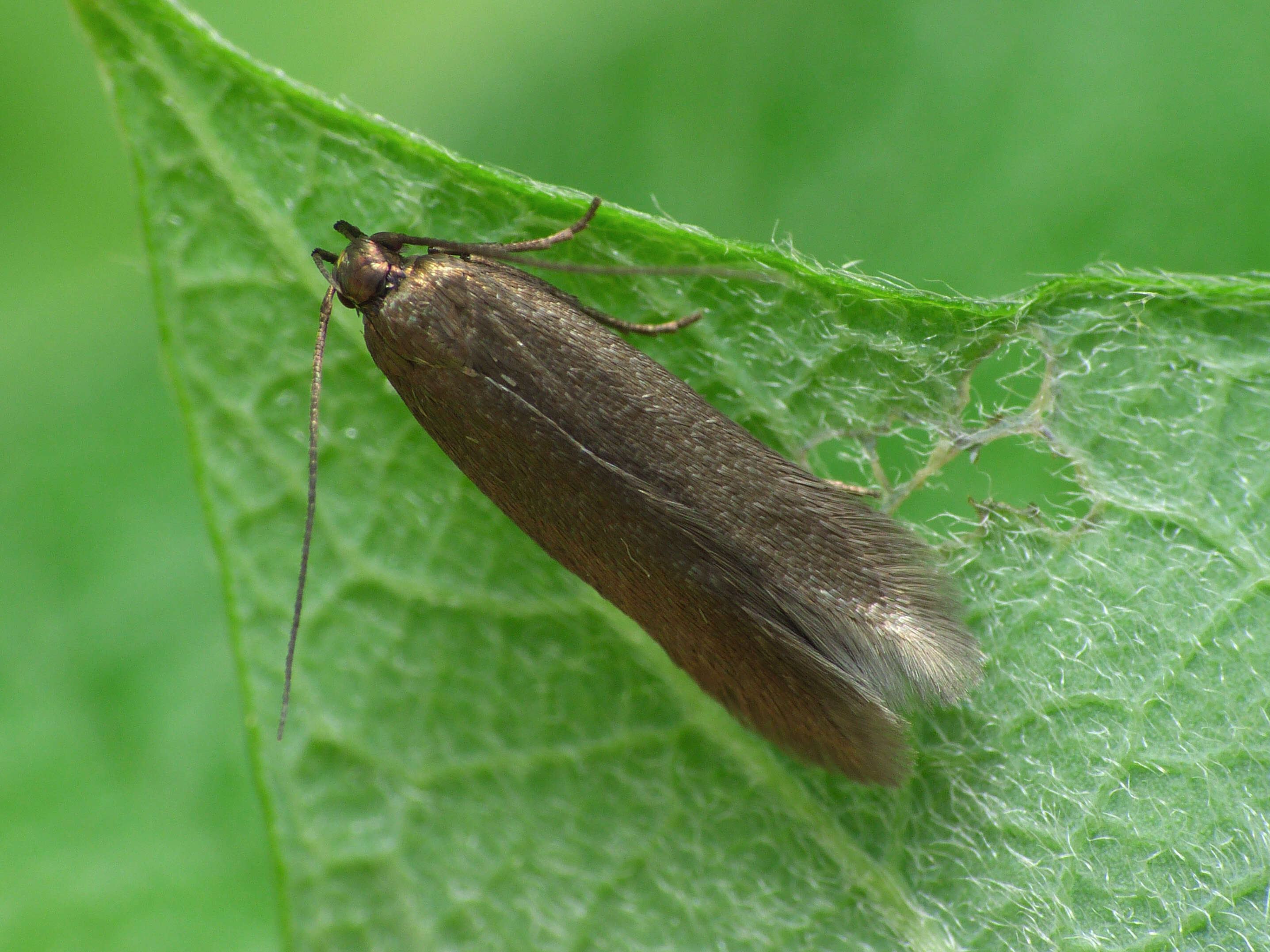 Image of Eulamprotes unicolorella Duponchel 1843