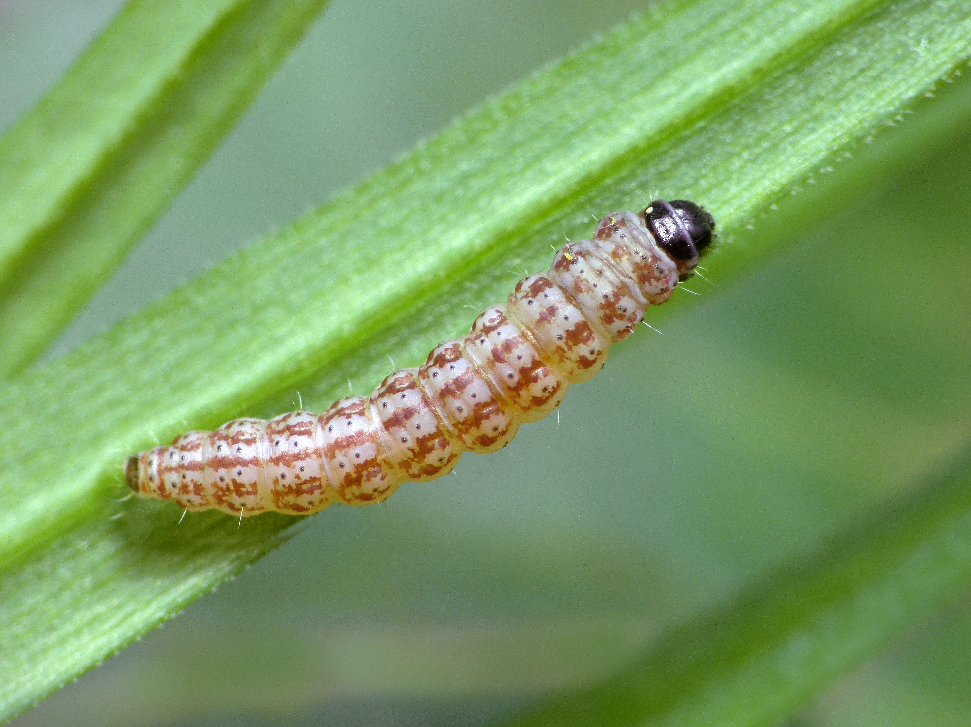 Plancia ëd Caryocolum tricolorella Haworth 1812