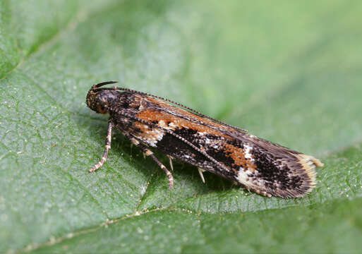 Image of Caryocolum tricolorella Haworth 1812