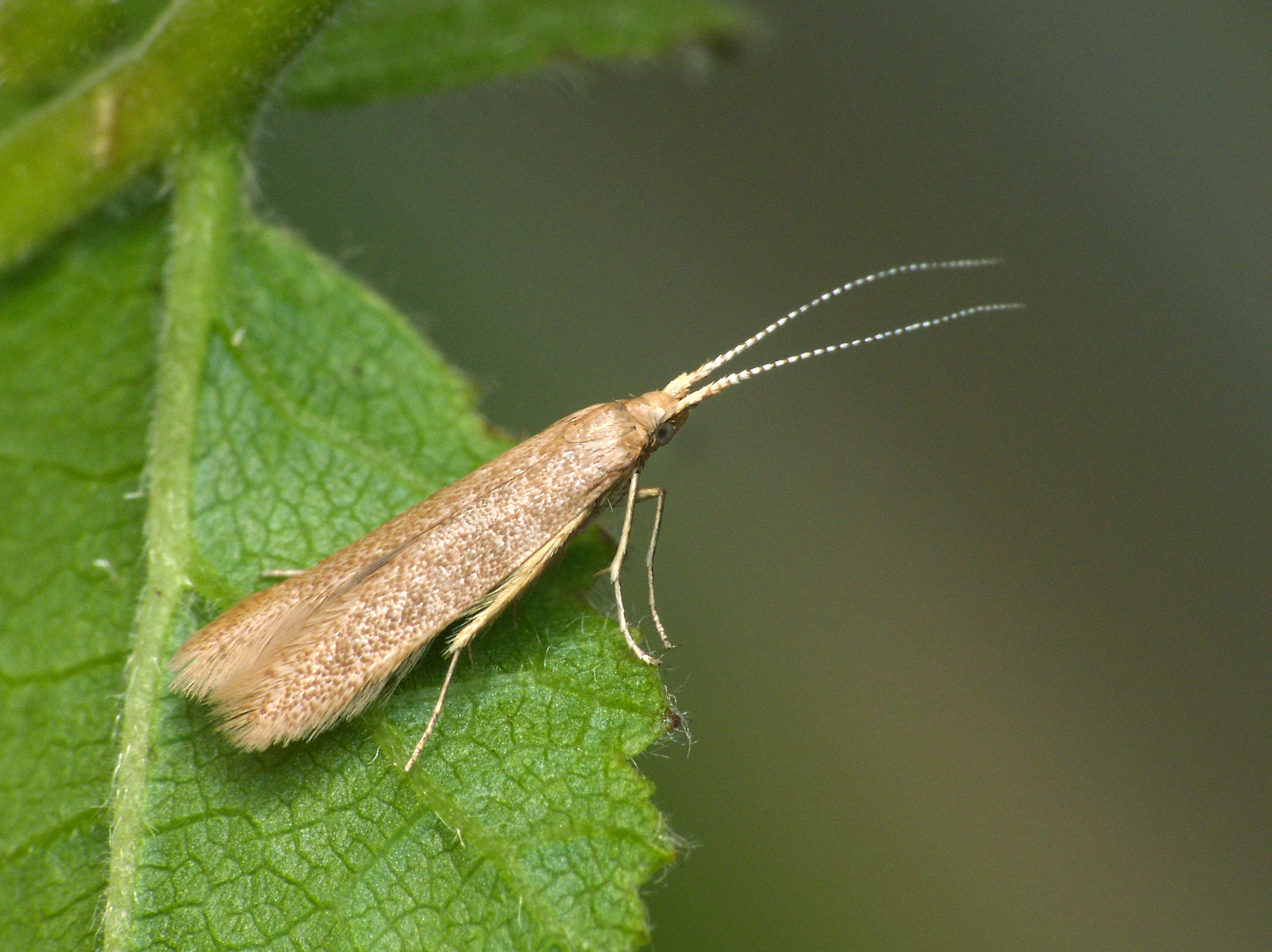 صورة Coleophora lutipennella Zeller 1838