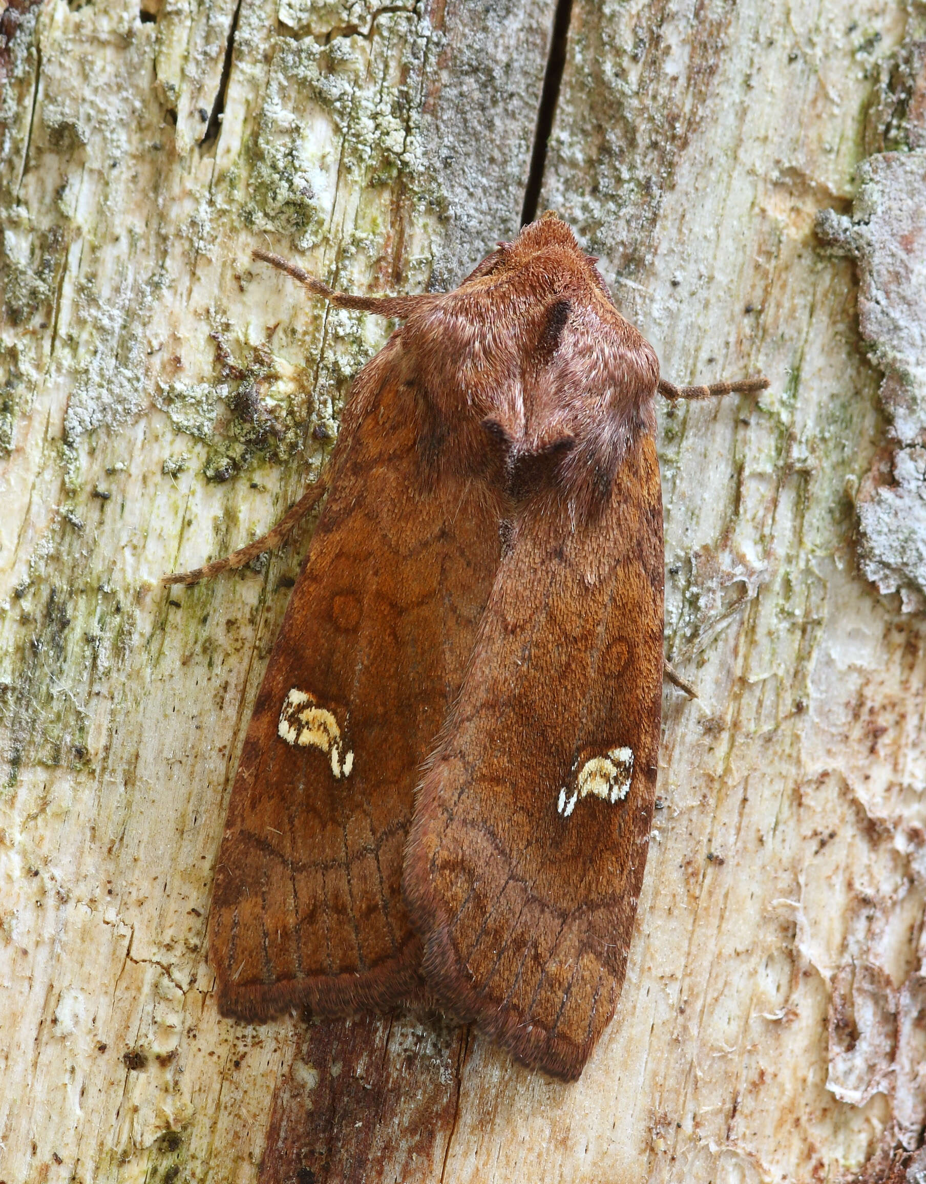 Imagem de Amphipoea lucens Freyer 1845