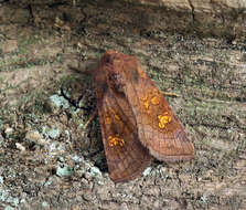 Imagem de Amphipoea oculea Linnaeus 1761