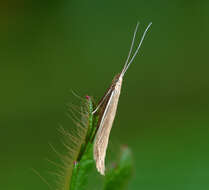 Image of Coleophora glaucicolella Wood 1892