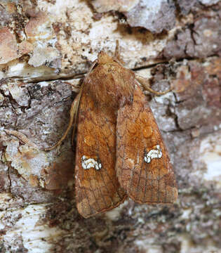 Imagem de Amphipoea lucens Freyer 1845