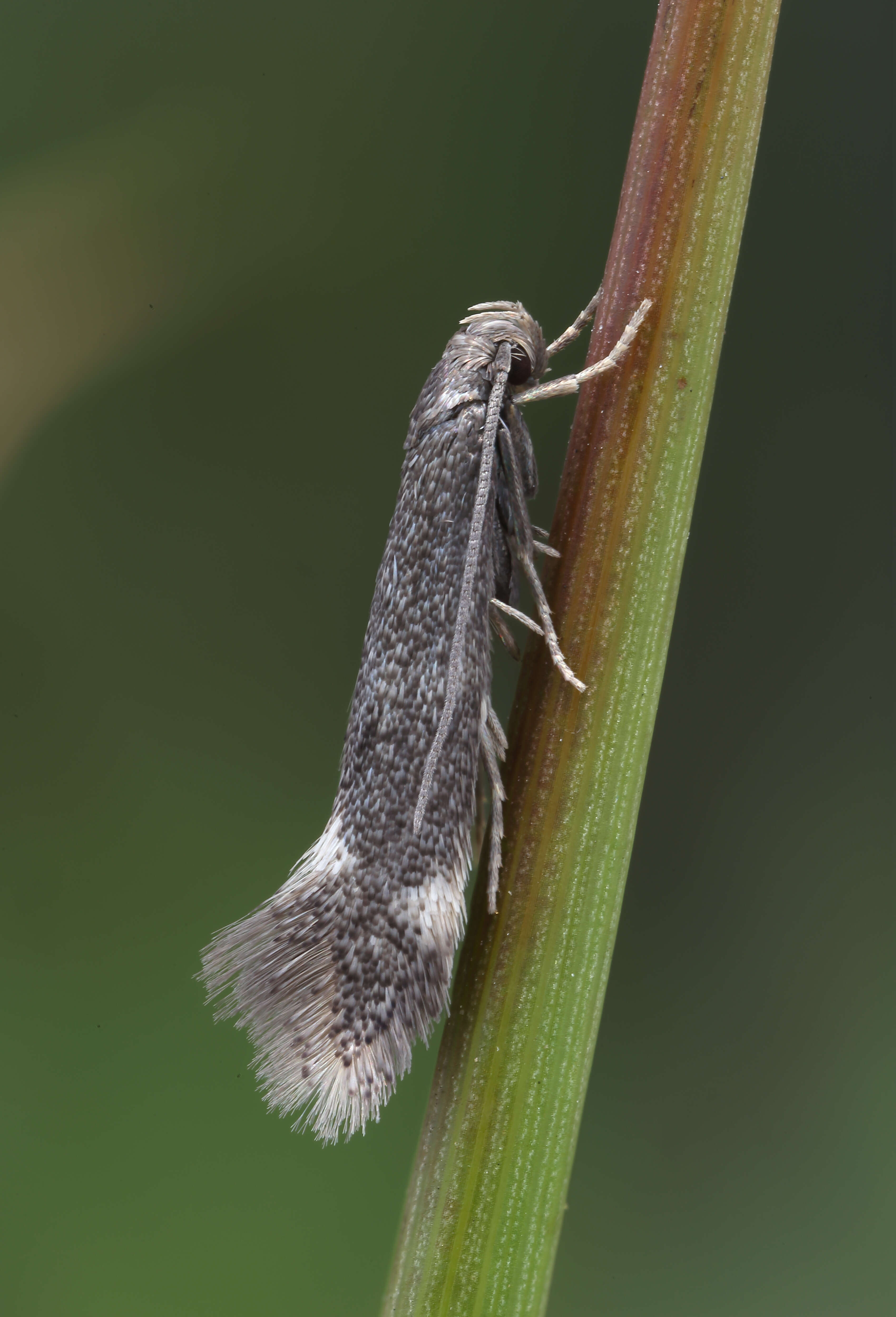 Image of Elachista humilis Zeller 1850