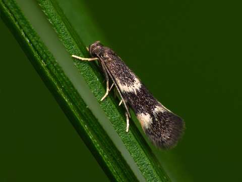 Image of Elachista humilis Zeller 1850