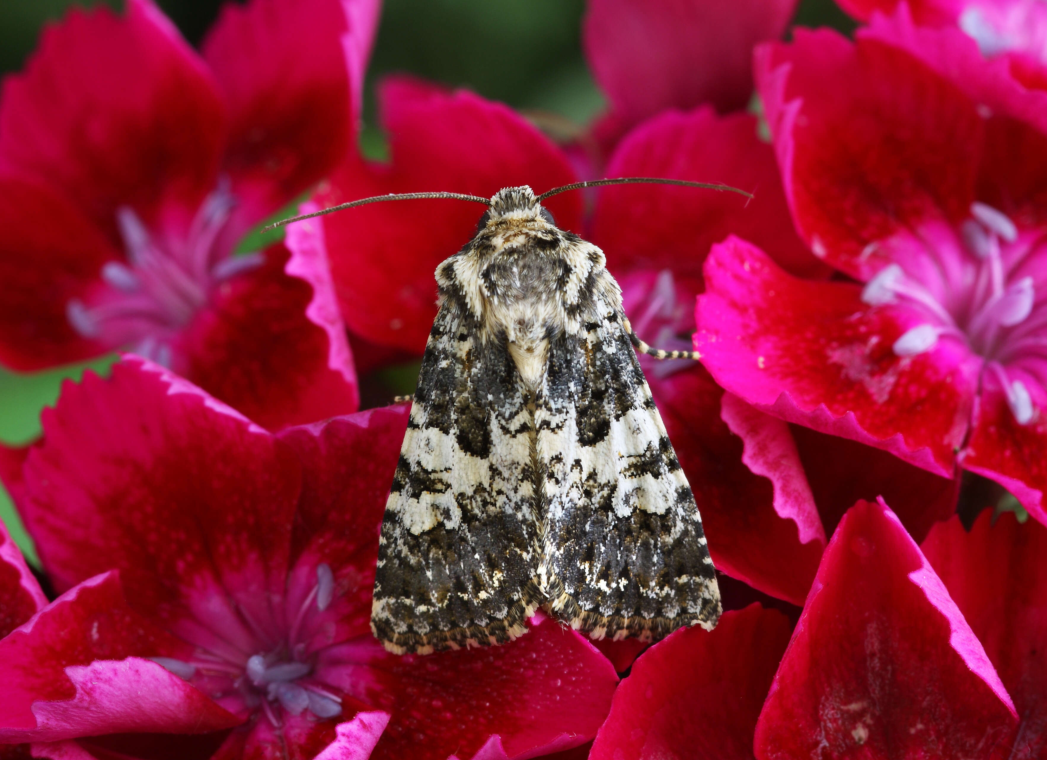 Image of varied coronet