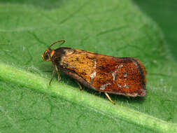 Image of leches twist moth