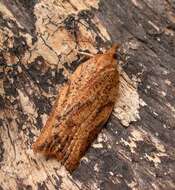 Image of Light brown apple moth