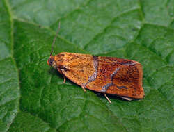 Image of leches twist moth