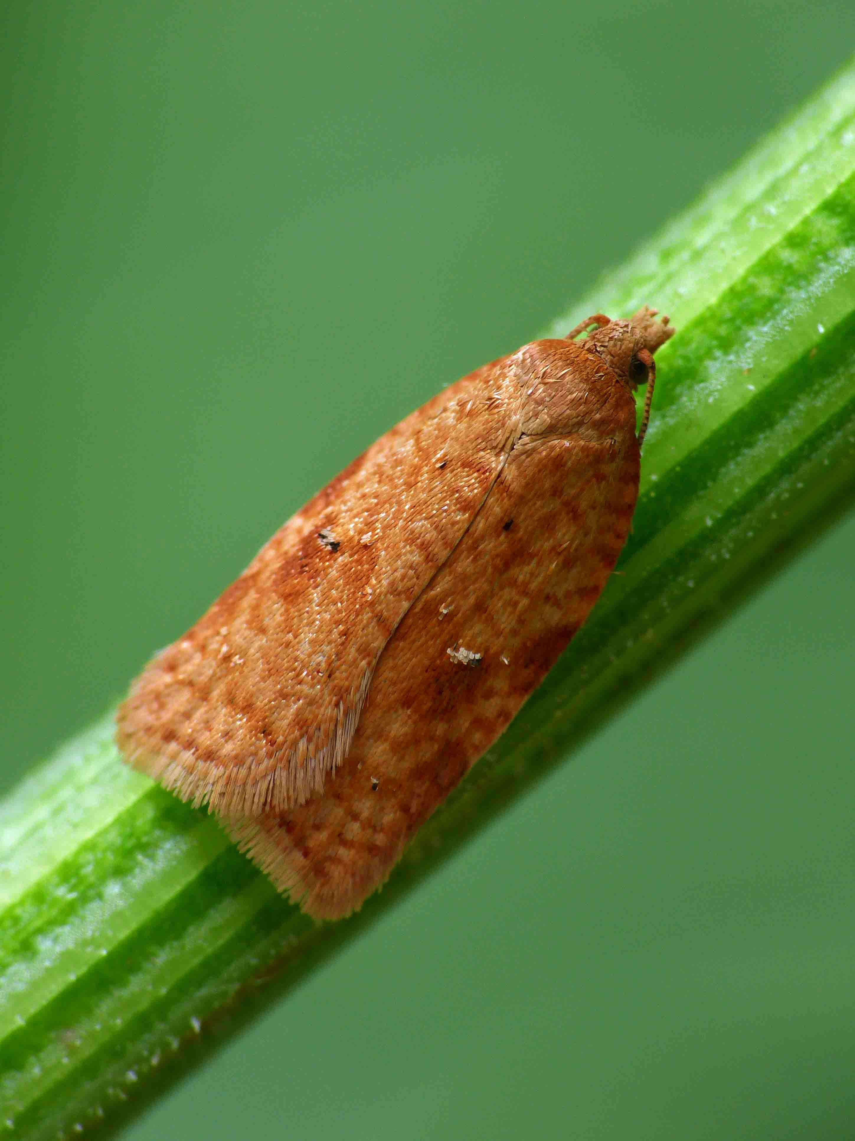 Image of Acleris notana Donovan 1806