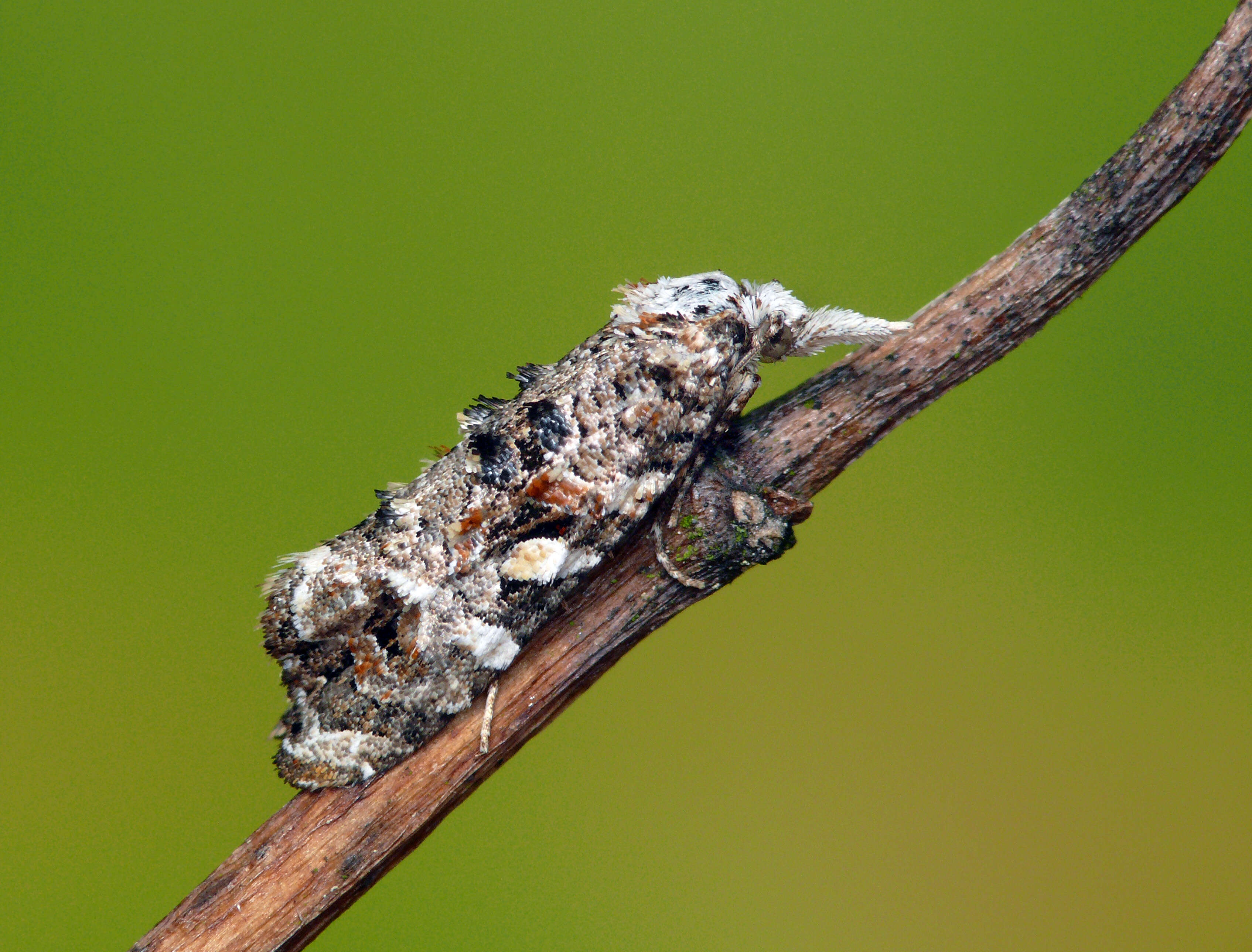 Image of Phtheochroa rugosana Hübner 1796