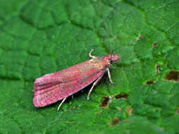 Image of Celypha rufana