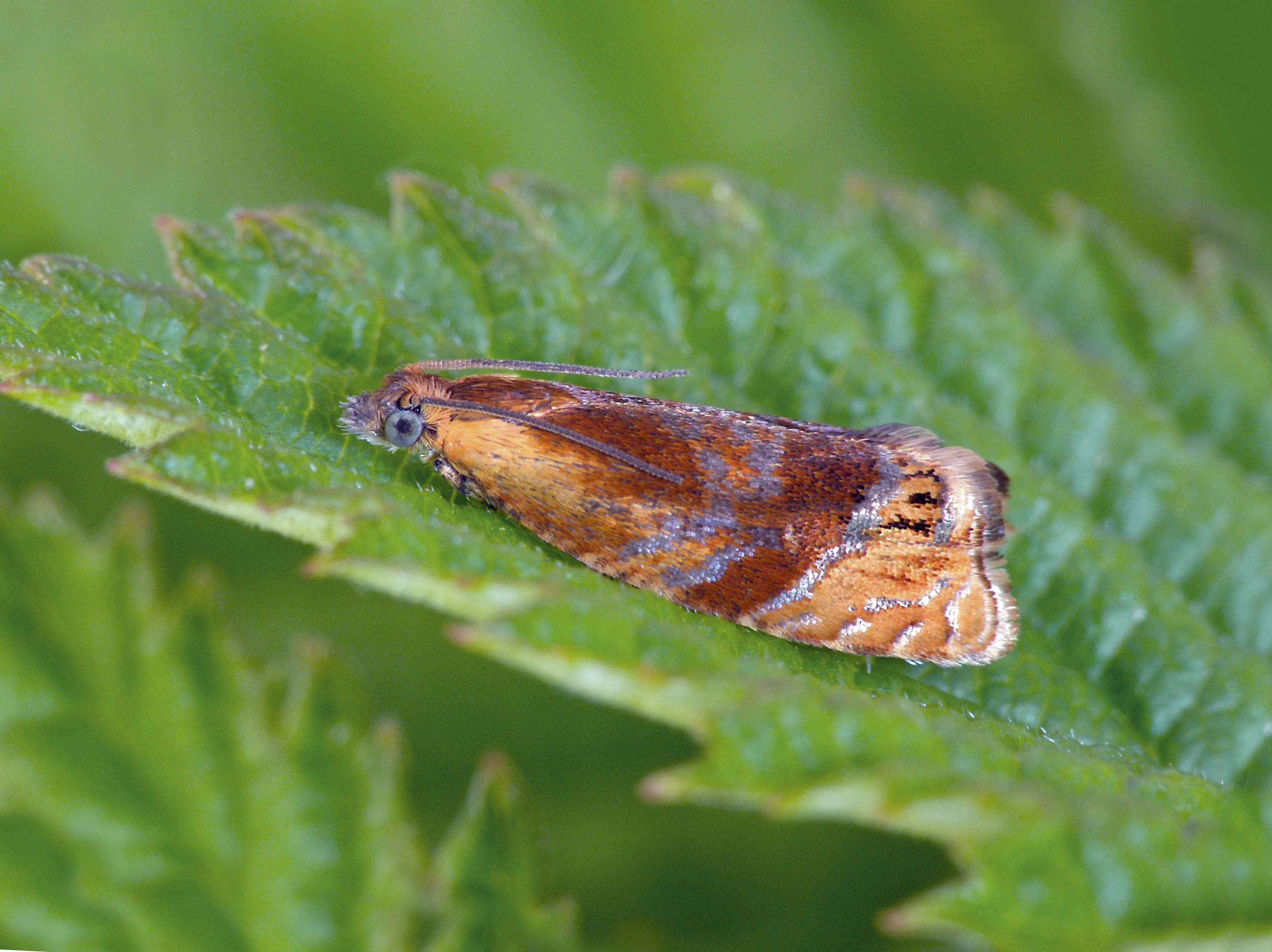 Слика од Eucosmomorpha albersana