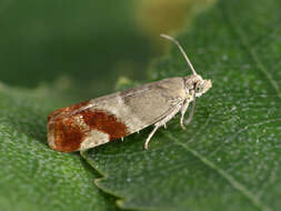 Image of Epinotia cruciana Linnaeus 1761