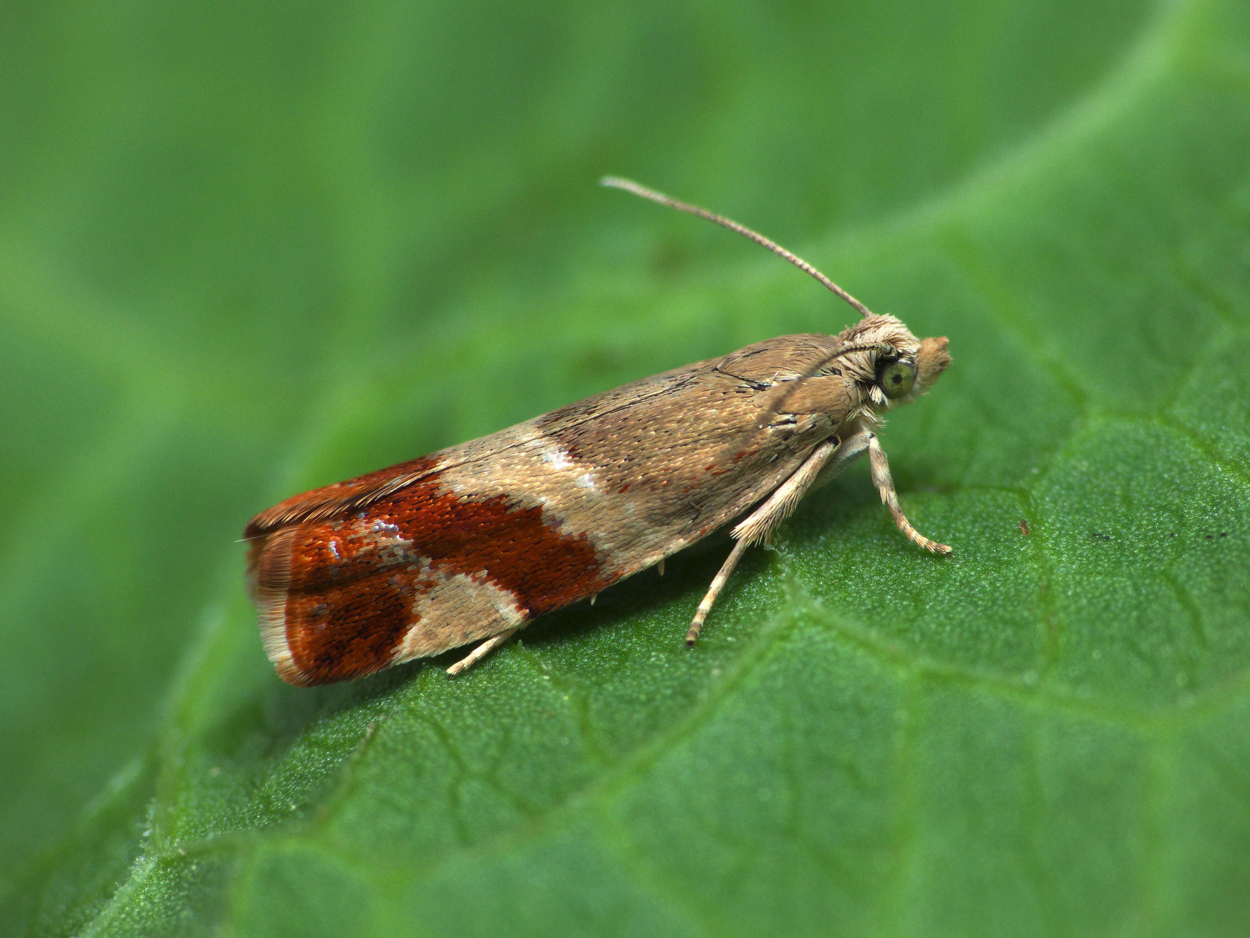 Image of Epinotia cruciana Linnaeus 1761