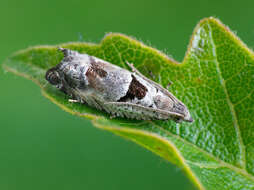 Image of Epinotia ramella Linnaeus 1758