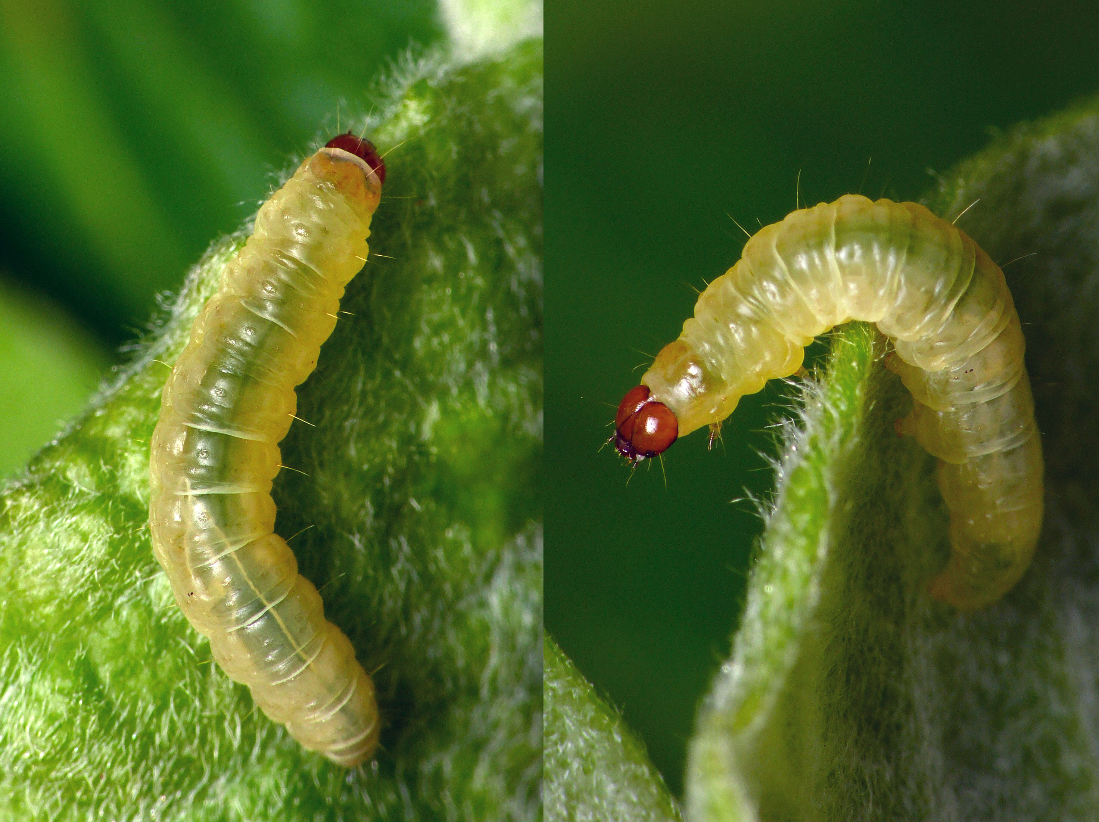 Image of Epinotia cruciana Linnaeus 1761