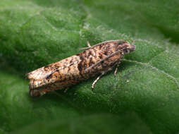 Image of square-barred bell moth