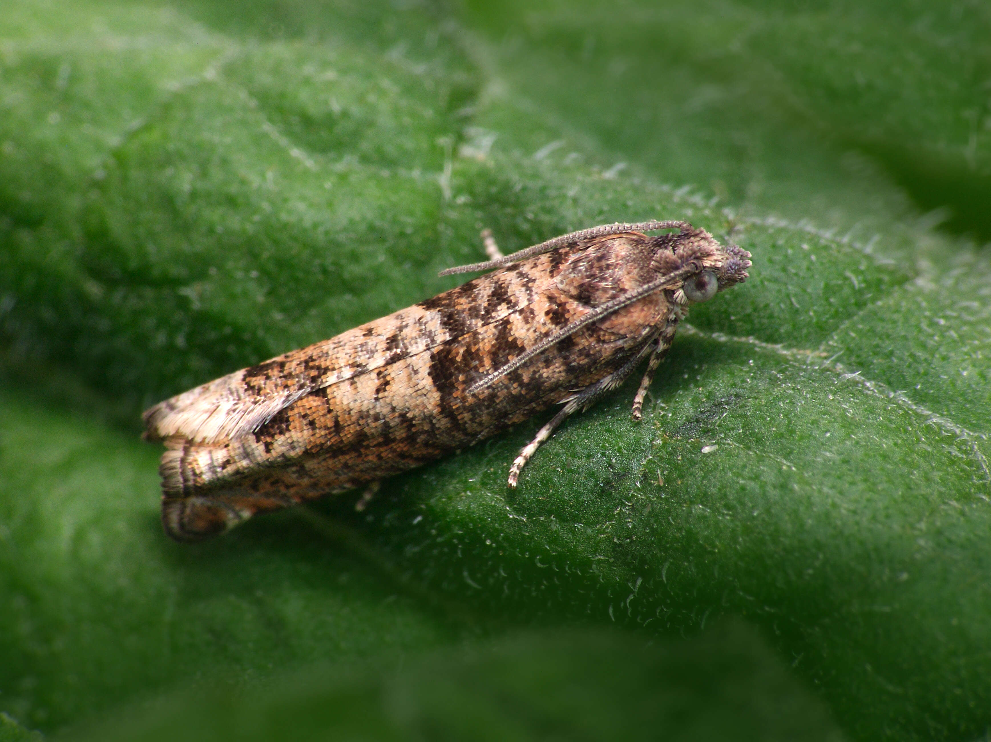 Image of square-barred bell moth