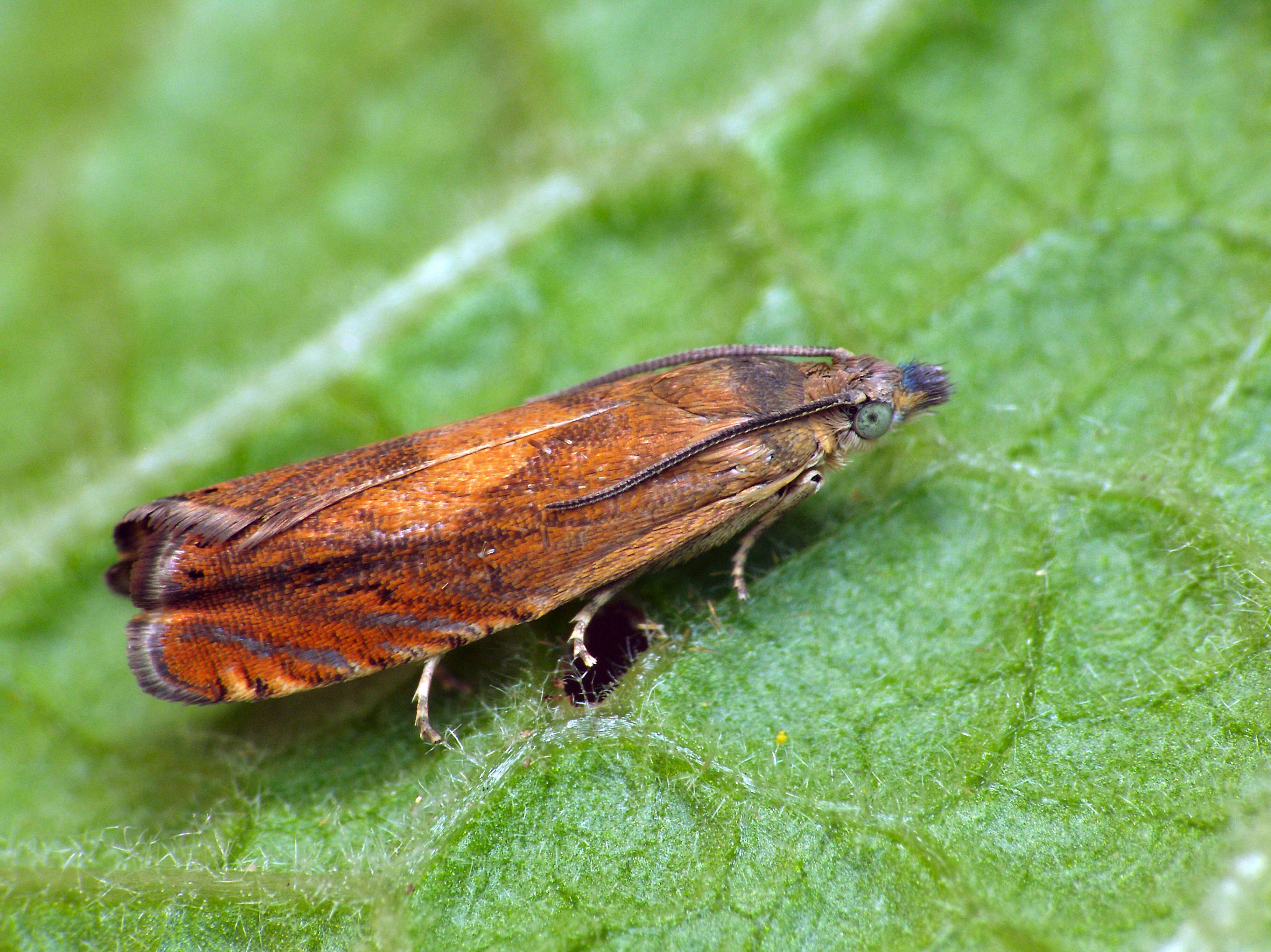 Image of Dichrorampha vancouverana McDunnough 1935