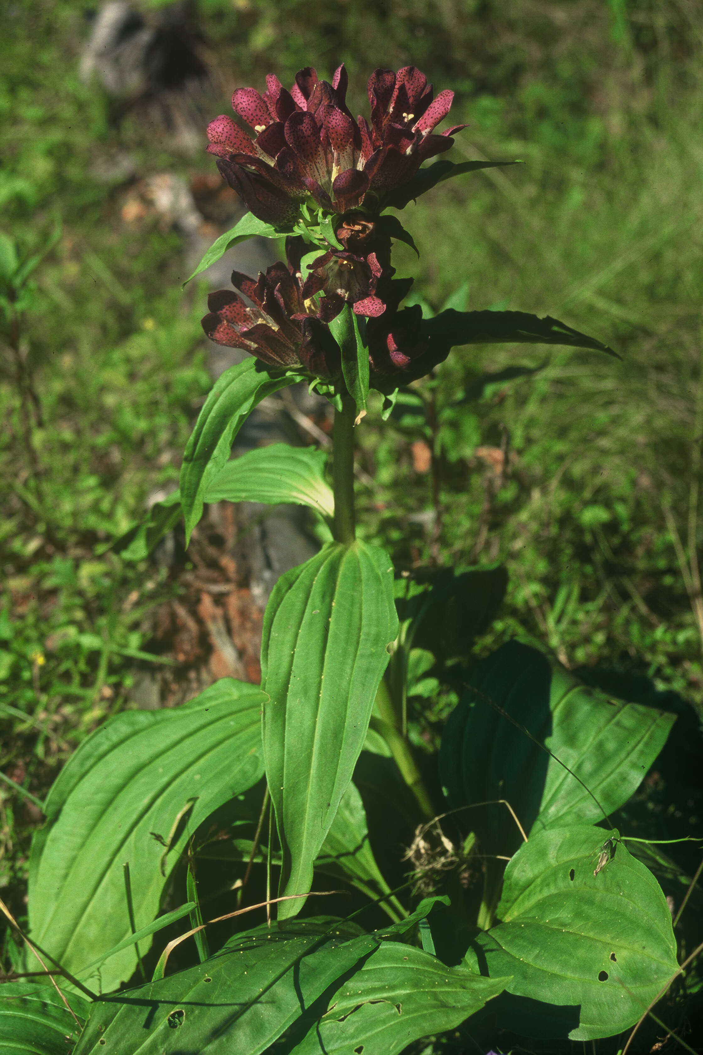 Image de Gentiana pannonica Scop.