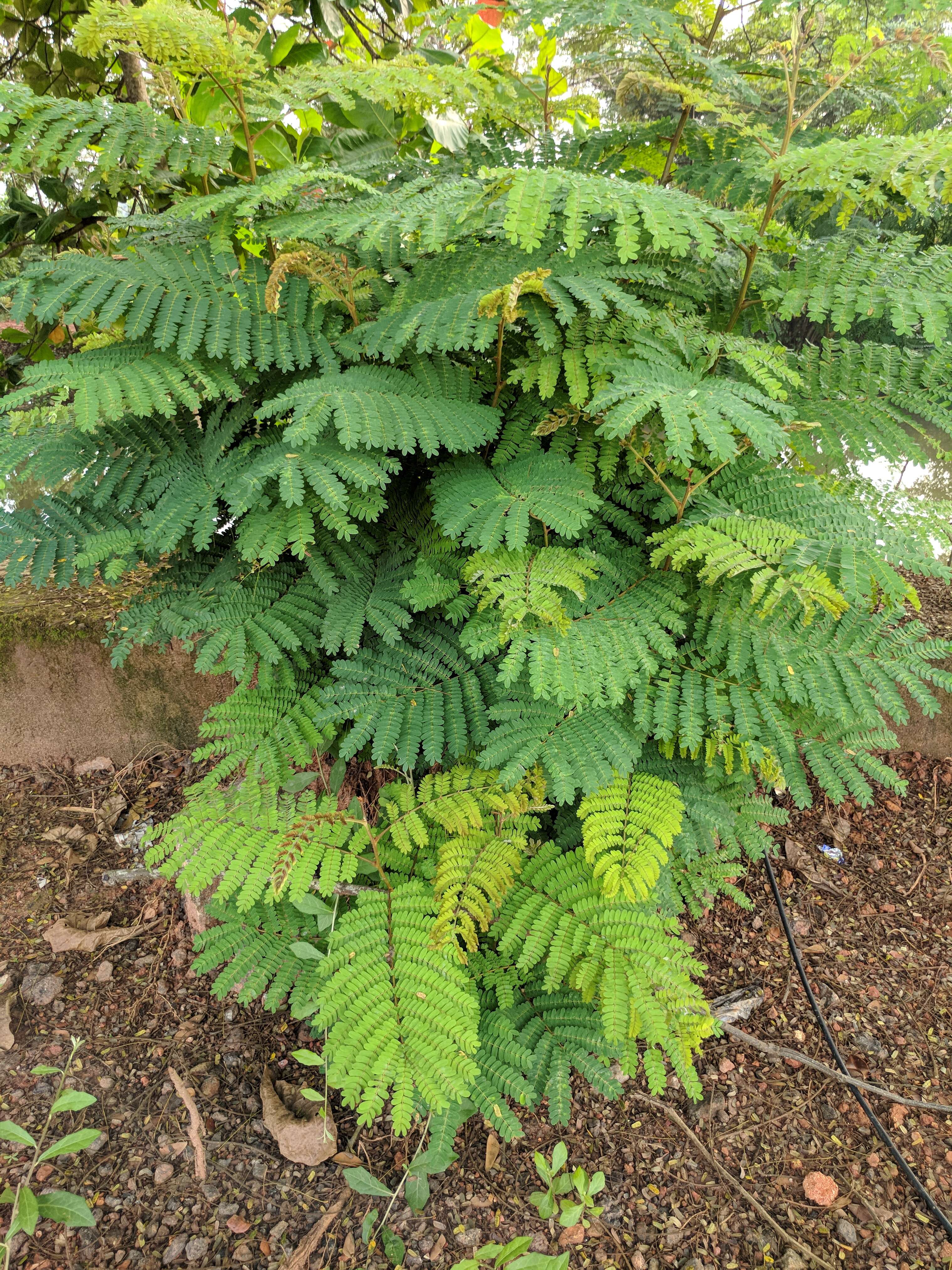 Image of white leadtree