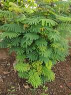 Plancia ëd Leucaena leucocephala (Lam.) de Wit