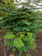 Plancia ëd Leucaena leucocephala (Lam.) de Wit