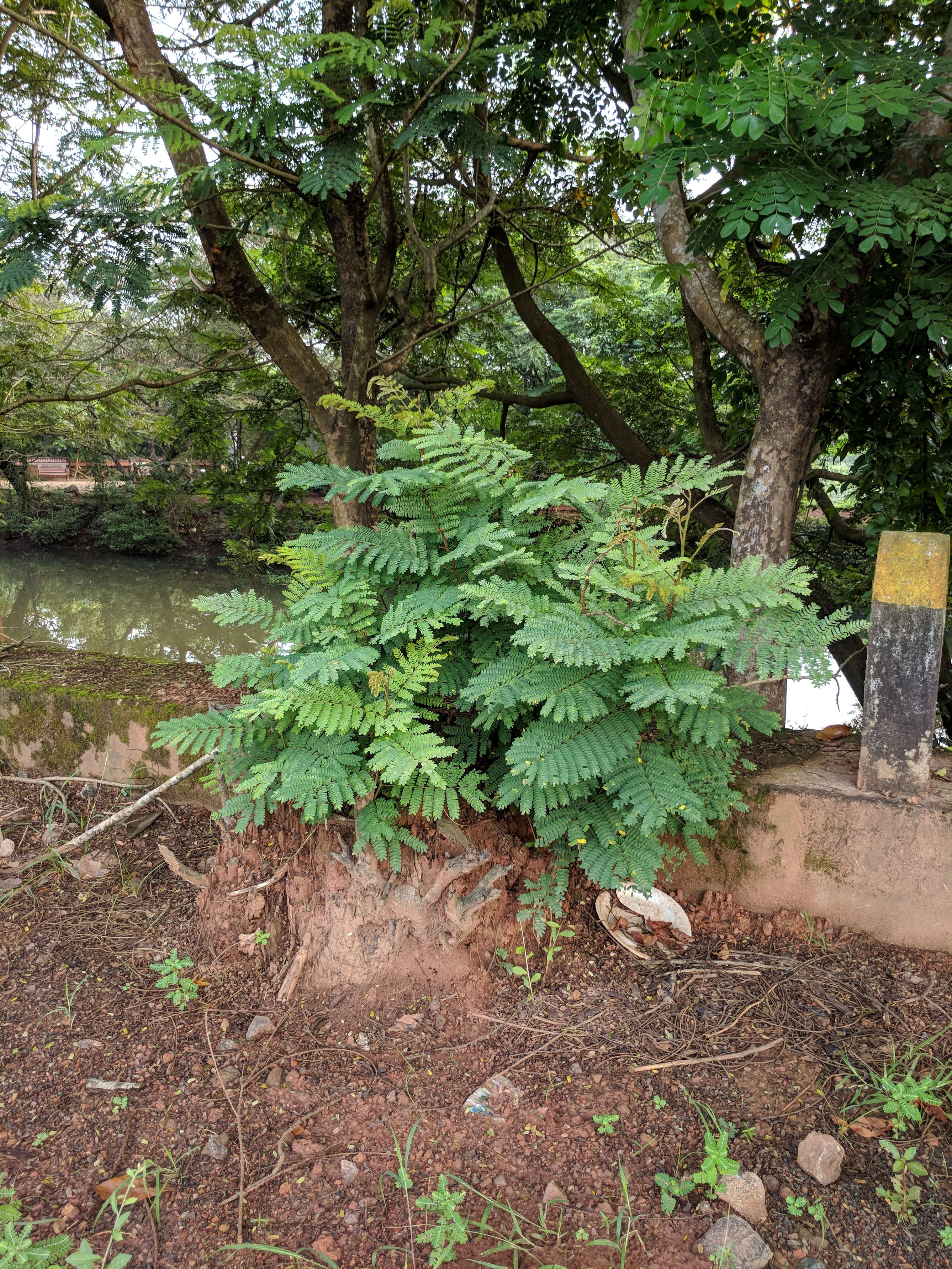 Image of white leadtree