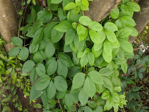 Image of fiveleaf yam