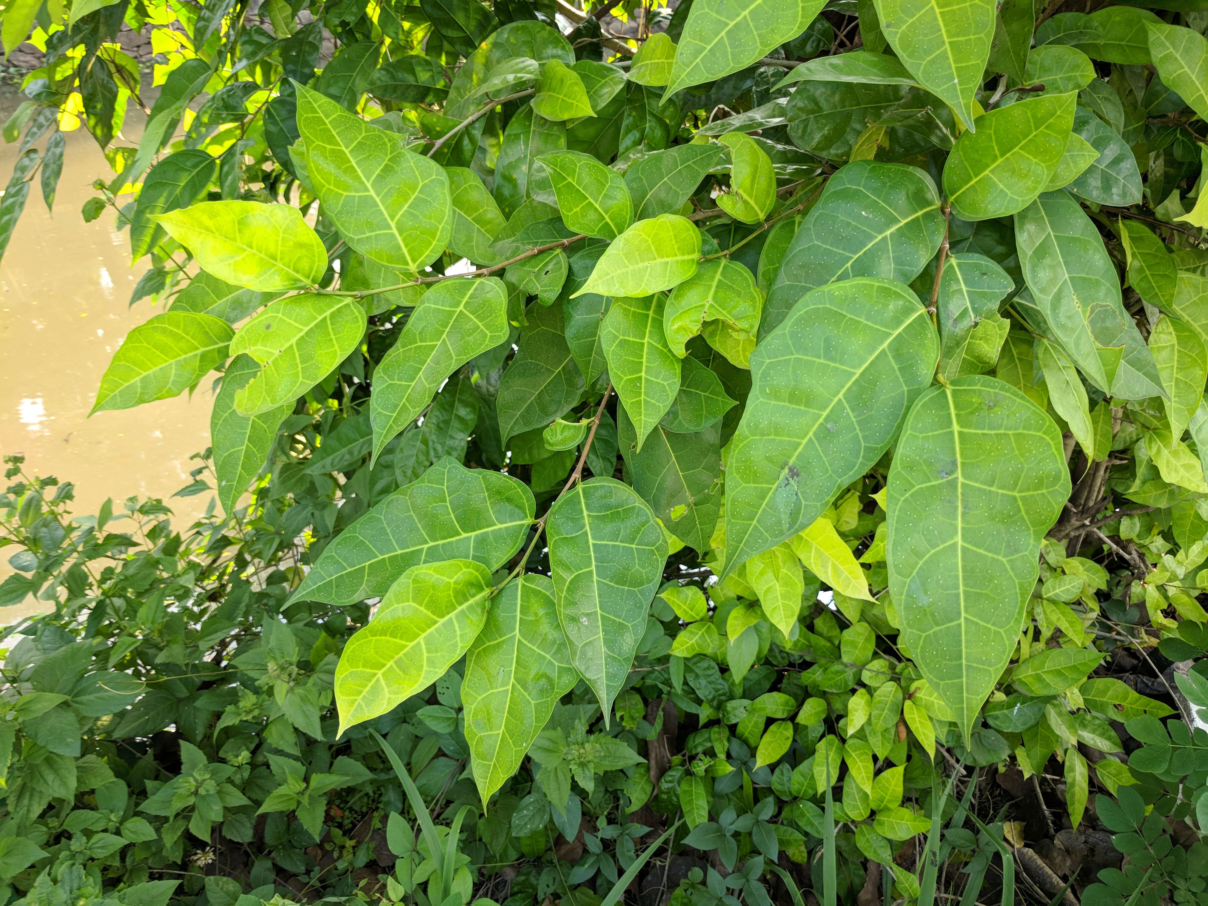 Ficus tinctoria Forst. fil. resmi