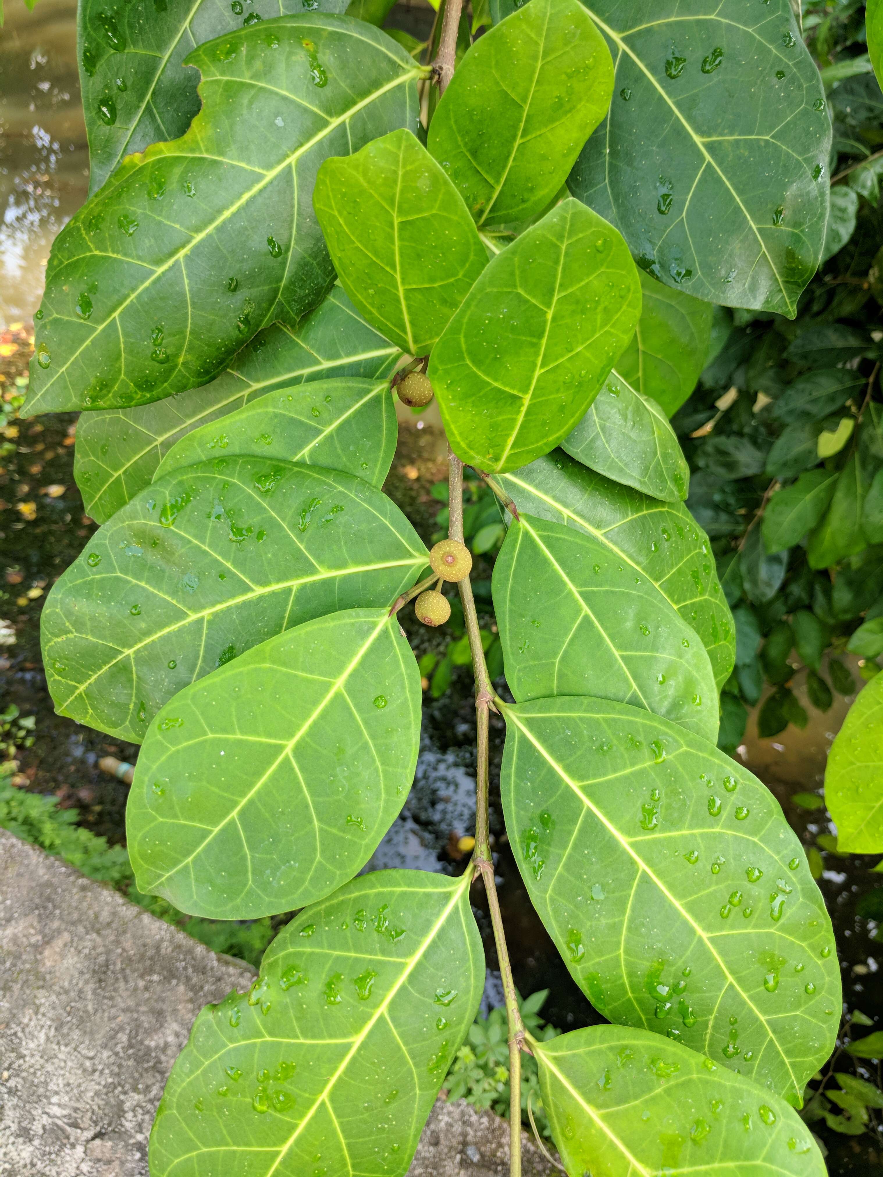 Ficus tinctoria Forst. fil. resmi