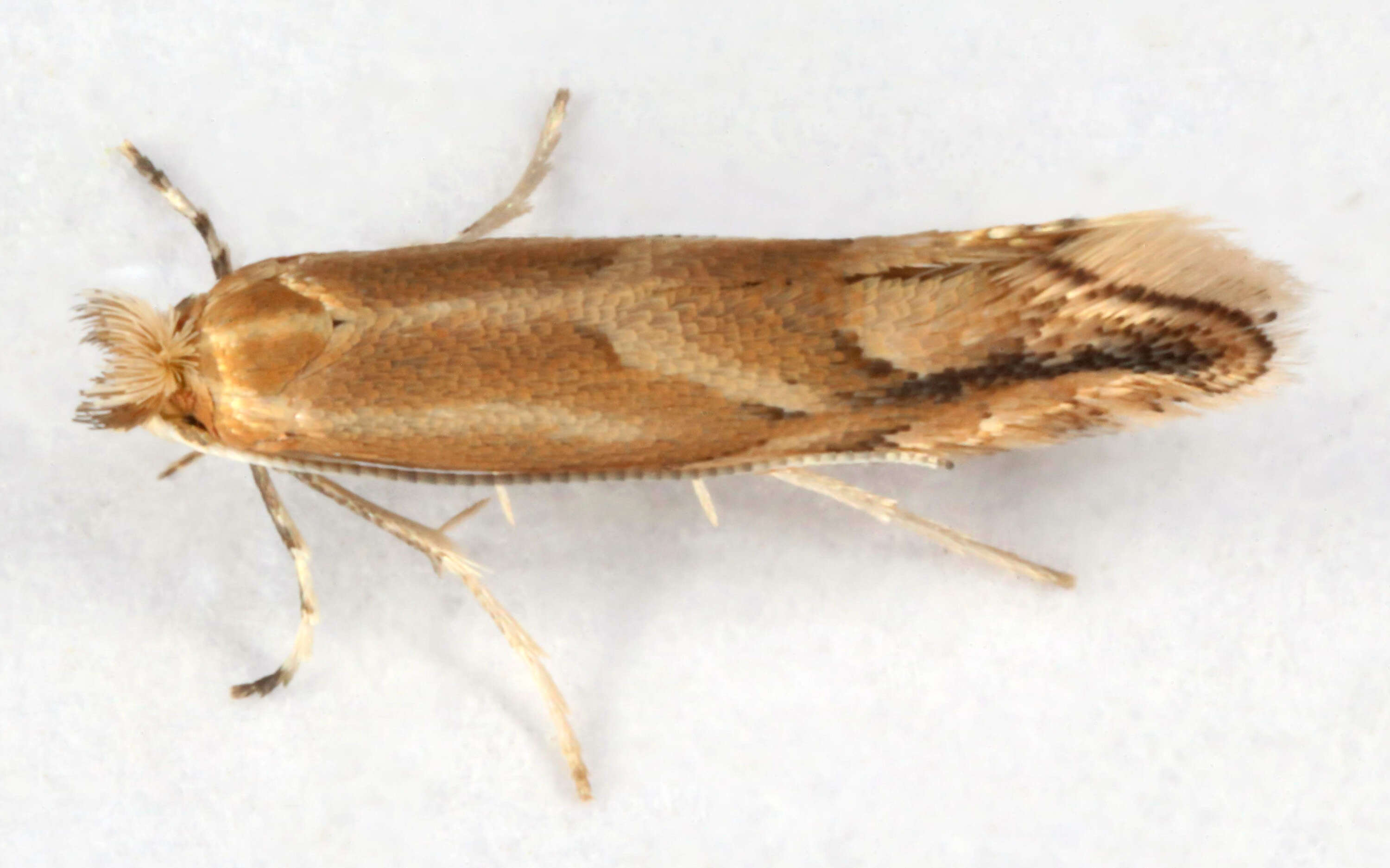 صورة Phyllonorycter salictella (Zeller 1846)